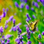 The Comeback of Y2K: Why Butterfly Clips and Low-Rise Rule Again