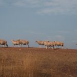 Samsung Galaxy Z Fold6 vs. Google Pixel 9 Pro: Which Foldable Should You Buy?